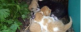 Important information about what to do if you find kittens