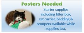 We need fosters