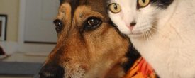 How to Introduce a Dog to a Cat | Best Friends Animal Society